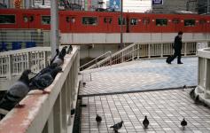 Pigeons and a salaryman