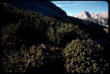 Gamskarspitze (2513m) ?