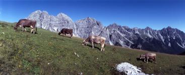 Les vaches et le Kalkkogel
