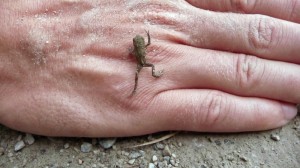 p1000837copie2 p1000837copie2