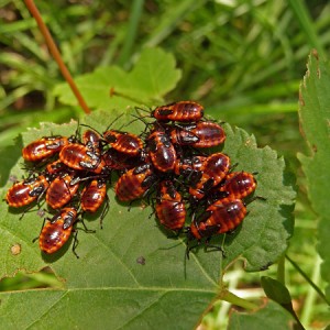 p1010014copie p1010014copie