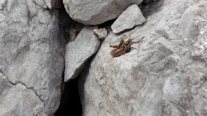 p1010424copie1 p1010424copie1