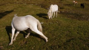 p1010806copie p1010806copie