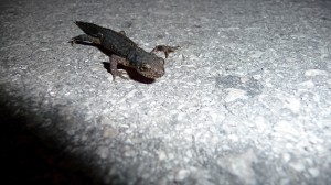 p1020332copie p1020332copie