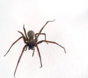 p1040882copie1 p1040882copie1